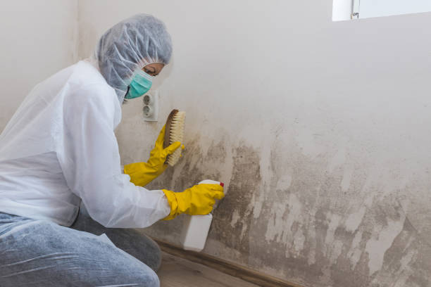 Best Certified Mold Removal  in Oakley, UT