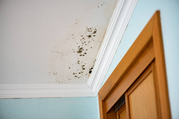 Best Same-Day Mold Removal  in Oakley, UT