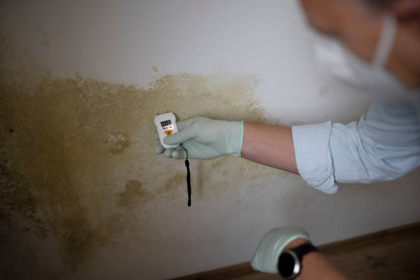 Best Commercial Mold Removal  in Oakley, UT