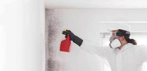 Best Residential Mold Removal  in Oakley, UT