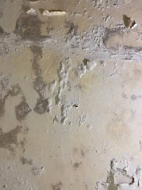 Trusted Oakley, UT Mold Removal Experts