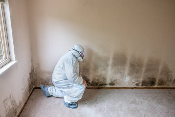 Best Toxic Mold Removal  in Oakley, UT