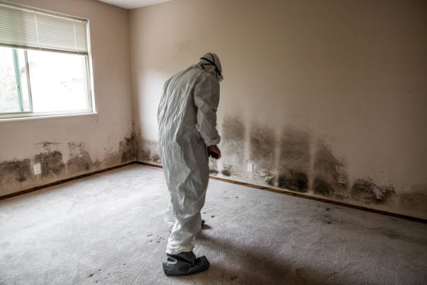 Best Fast Mold Removal  in Oakley, UT