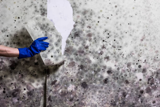Best Crawl Space Mold Removal  in Oakley, UT