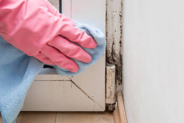 Best Office Mold Removal Services  in Oakley, UT